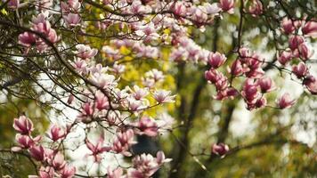 il bellissimo fiori fioritura nel il giardino nel primavera con il caldo luce del sole foto