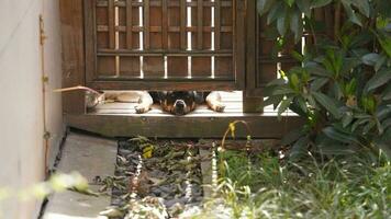 il carino cane Visualizza con il adorabile stato nel il cortile foto