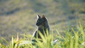 uno carino gatto avendo un' riposo nel il cortile foto