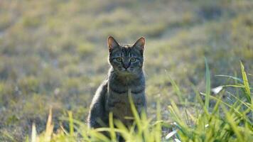 uno carino gatto avendo un' riposo nel il cortile foto