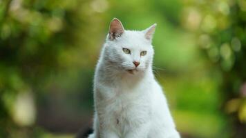 uno carino gatto avendo un' riposo nel il cortile foto