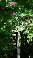 il bellissimo fiori fioritura nel il giardino nel primavera con il caldo luce del sole foto