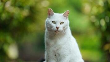 uno carino gatto avendo un' riposo nel il cortile foto