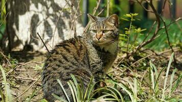 un adorabile gatto selvatico seduto in giardino per riposare foto