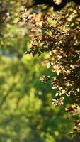 il fresco nuovo le foglie pieno di il alberi nel il giardino nel primavera foto