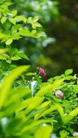 il bellissimo fiori fioritura nel il giardino nel primavera con il caldo luce del sole foto