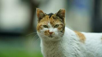 un adorabile gatto selvatico seduto in giardino per riposare foto