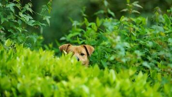 uno adorabile cane giocando nel il cortile liberamente foto