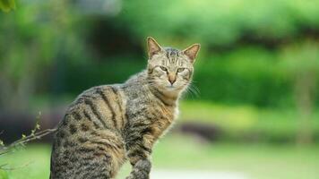 il carino poco gatto giocando nel il cortile foto