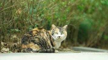 il carino poco gatto giocando nel il cortile foto