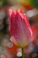 tulipani in giardino foto