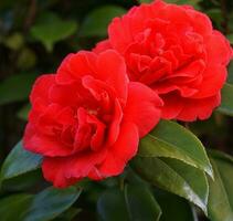 incredibile bellissimo rosso camelia - camelia giapponese, conosciuto come Comune camelia o giapponese camelia. foto