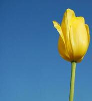 bellissimo e vivido giallo tulipani su blu sfondo vicino su. foto