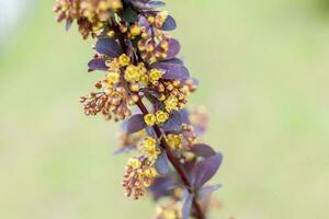 un' arbusto con bellissimo giallo fiori. il fioritura albero. foto