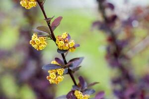 un' arbusto con bellissimo giallo fiori. il fioritura albero. foto