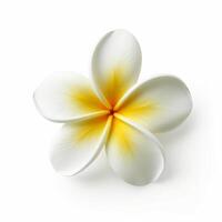 plumeria fiore isolato. illustrazione ai generativo foto