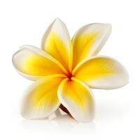 plumeria fiore isolato. illustrazione ai generativo foto