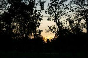 albero ombra con Alba tramonto cielo tempo sfondo foto