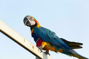vicino su di colorato blu ara pappagallo animale domestico pertica su posatoio ramo con blu chiaro cielo sfondo foto
