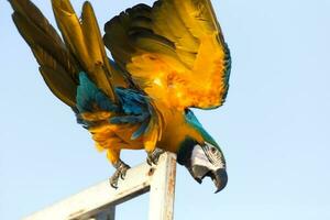 vicino su di colorato blu ara pappagallo animale domestico pertica su posatoio ramo con blu chiaro cielo sfondo foto