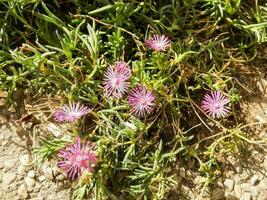 primo piano di fiori foto