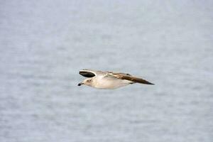 un' volante uccello foto