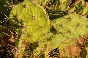 sfondo con cactus foto