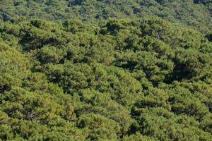 alberi nella foresta foto