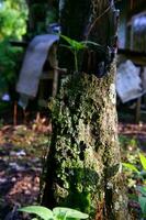 vecchio albero tronchi quello avere stato poroso nel in crescita muschio e impianti foto