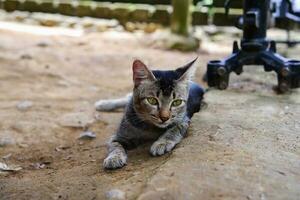 adolescenziale domestico gatto rilassante su cemento foto