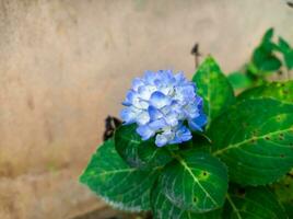 vicino su di un' ortensia macrophylla fiore con biancastro blu fiori nel un' giardino foto