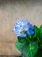 vicino su di un' ortensia macrophylla fiore con biancastro blu fiori nel un' giardino foto