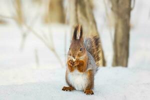carino giovane scoiattolo su albero con tenuto su zampa contro sfocato inverno foresta nel sfondo foto