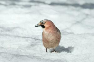 avvicinamento di un eurasiatico ghiandaia Garrulus glandarius su un' albero nel inverno foto