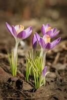 viola croco fiori nel primavera. alto qualità foto