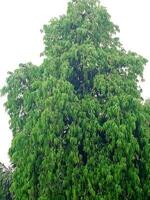 verde albero sfondo foto