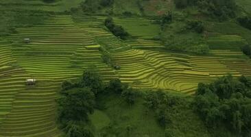aereo Visualizza di d'oro riso terrazze a mu cang chai cittadina vicino sapa città nord di Vietnam bellissimo terrazzato riso campo nel raccogliere stagione nel yen bai Vietnam foto