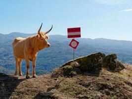 ritratto di un' beige mucca Il prossimo per il strada. bestiame con un' valle nel il sfondo. animali. foto