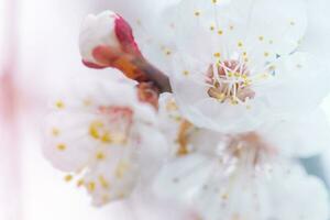 fioritura alberi nel primavera. bianca fiori su un' albero ramo. foto