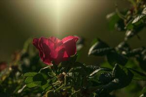 colorato delicato selvaggio rosa illuminato di caldo estate sera sole foto