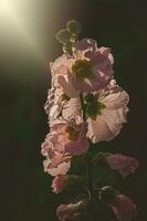 estate malva fiore nel il giardino nel il caldo sera sole foto