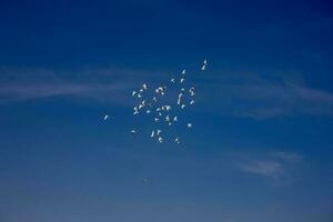 un' gregge di bianca volante piccioni volante contro estate blu cielo con bianca nuvole foto