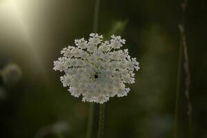 delicato selvaggio bianca prato fiore illuminato di caldo sera estate sole su un' calma sfondo foto