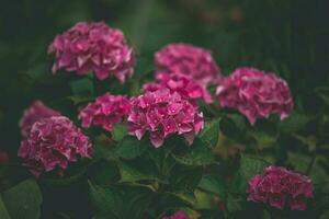 delicato estate ortensia fiori su un' verde sfondo nel il giardino foto