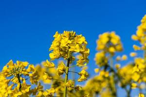 calma minimalista giallo primavera stupro campo contro un' blu senza nuvole idilliaco cielo foto