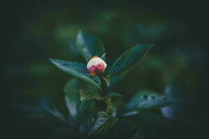 grande delicato luminosa peonia fiore tra buio verde le foglie nel il estate giardino foto