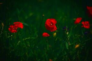 rosso delicato estate papavero su verde prato sfondo foto