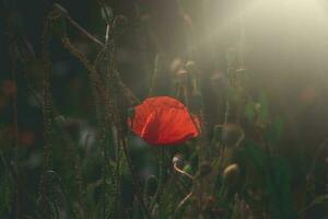 rosso delicato estate papavero su verde prato sfondo foto