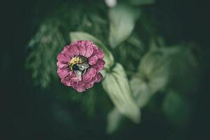 grande bombo seduta su il estate viola fiore nel il giardino contro il fondale di verde le foglie foto