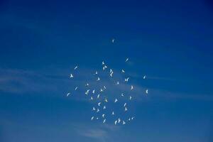 un' gregge di bianca volante piccioni volante contro estate blu cielo con bianca nuvole foto